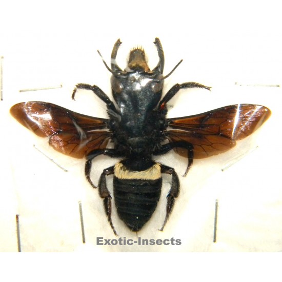 Megachile pluto (40mm)  SPECIMEN 1