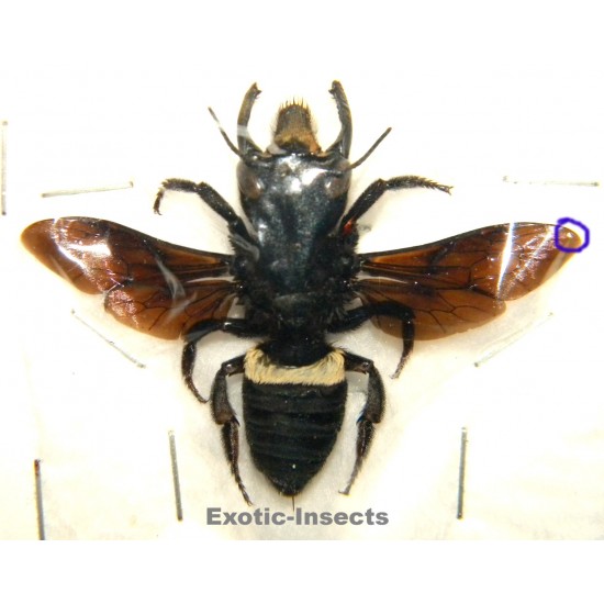 Megachile pluto (40mm)  SPECIMEN 1