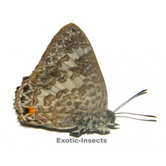 Poritia erycinoides erycinoides