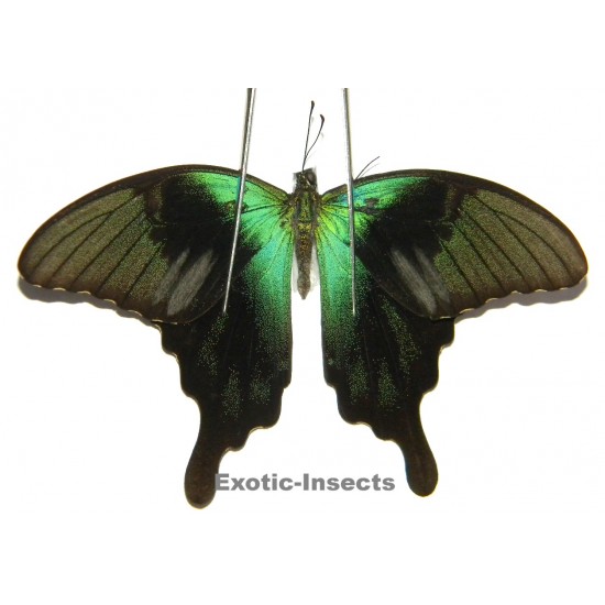 Papilio peranthus adamantius  ABERRATION 2