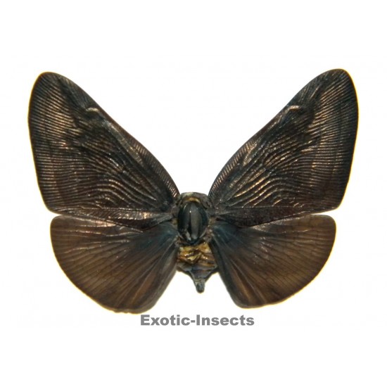 Flatidae sp.07