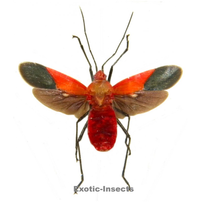 Pyrrhocoridae sp.01