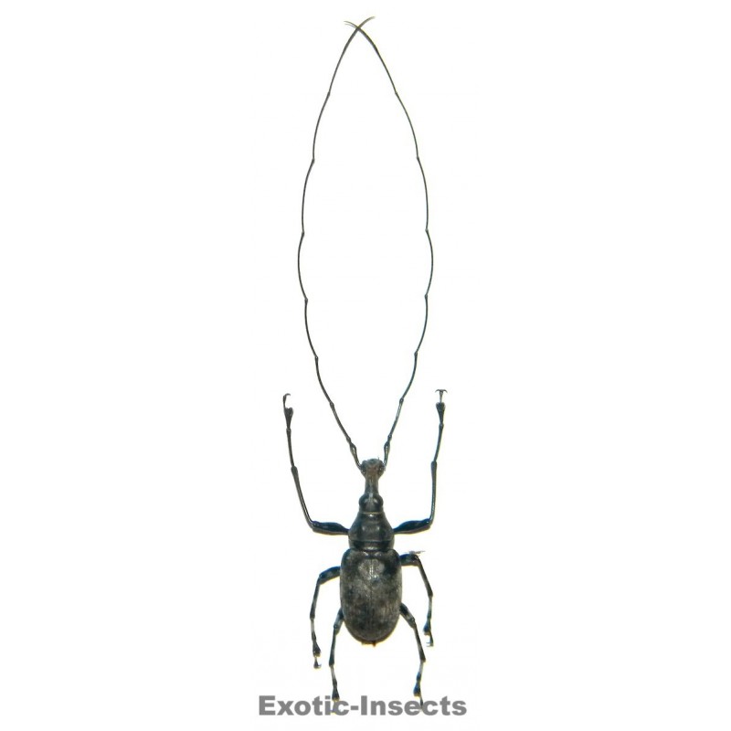 Acanthothorax longicornis  (antennae length: 50-59mm)