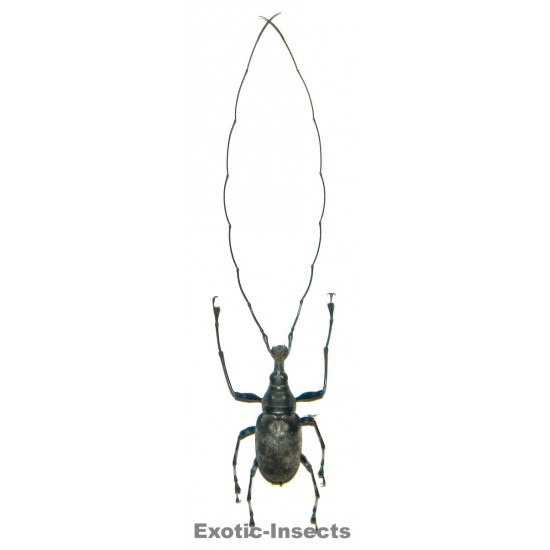 Acanthothorax longicornis  (antennae length: 50-59mm)