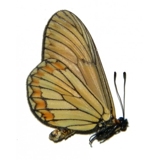Acraea issoria narona
