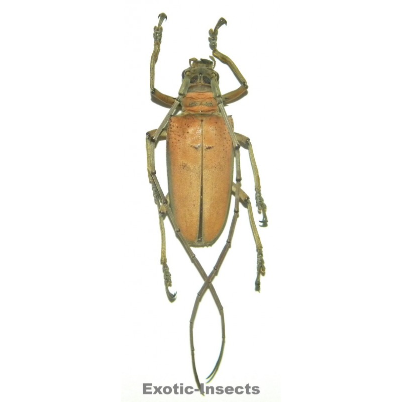 Rosenbergia mandibularis  (40-44mm)