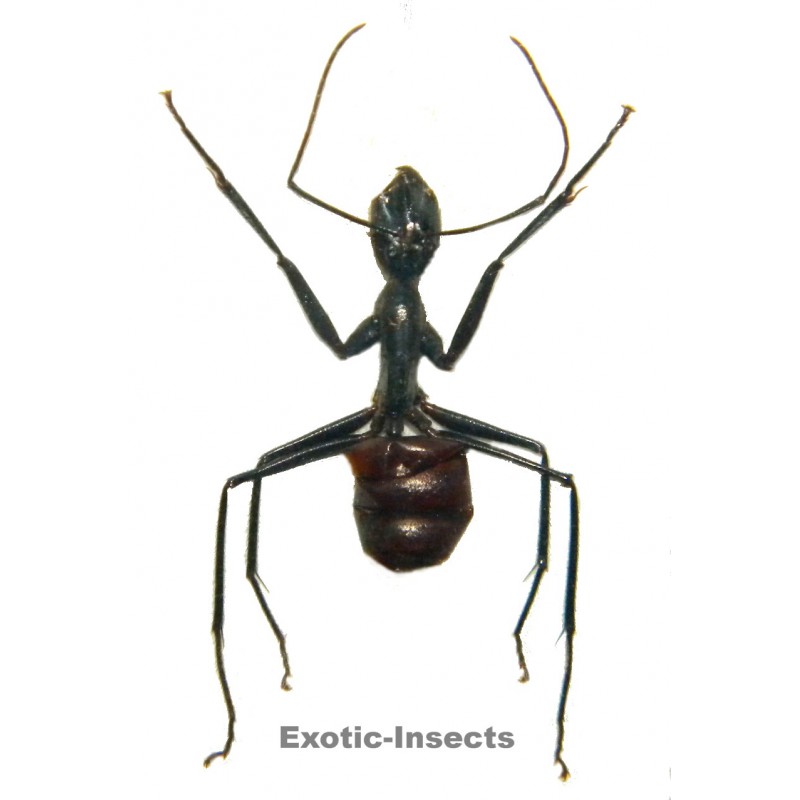 Camponotus gigas WORKER