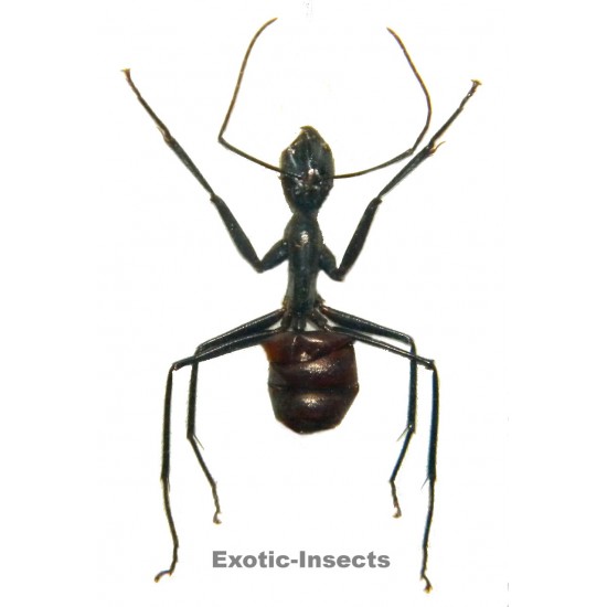 Camponotus gigas WORKER