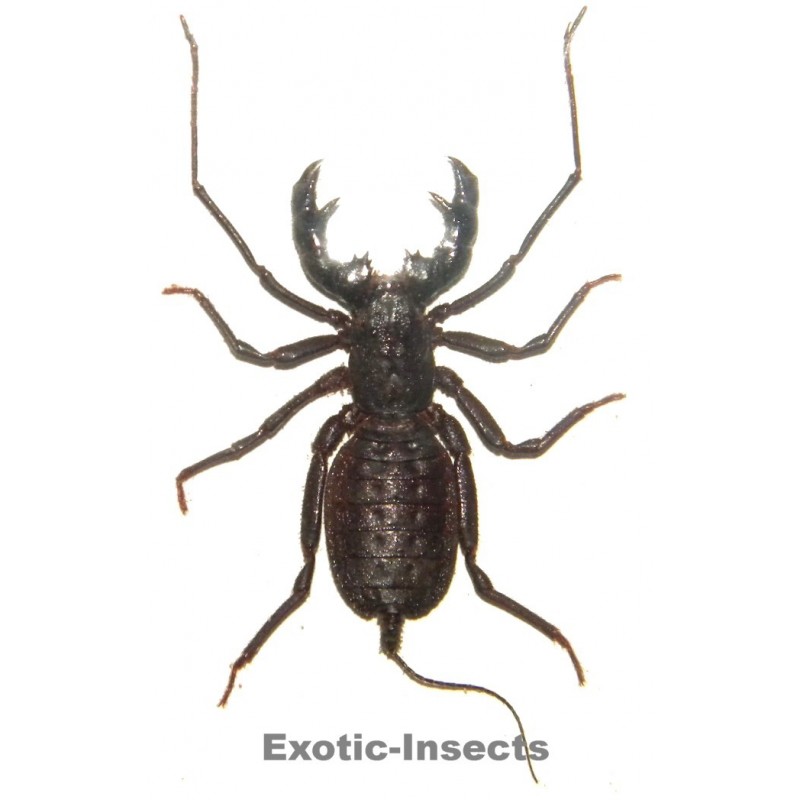 Thelyphonus feuerborni  LARGE