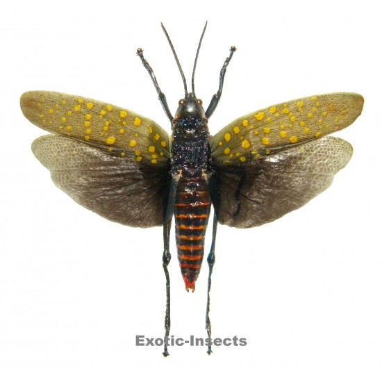 Aularches punctatus