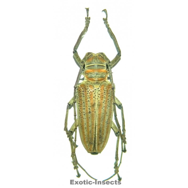 Rosenbergia weiskei (40-44mm)