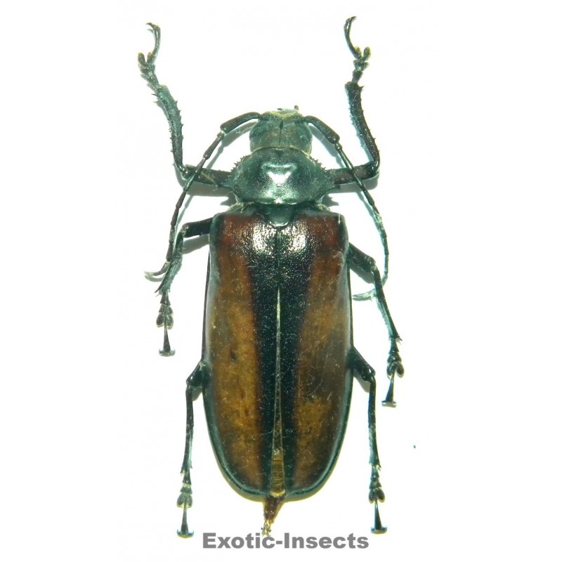 Rhaphipodus suturalis