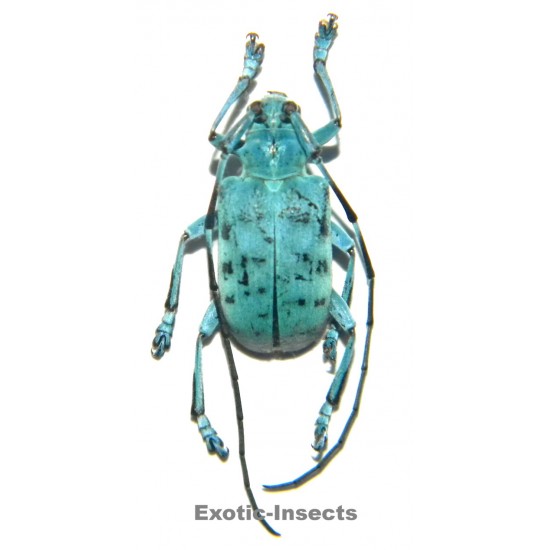 Pseudomyagrus waterhousei