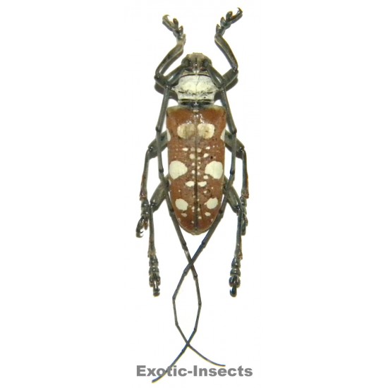 Dolichoprosopus lethalis  (30-34mm)