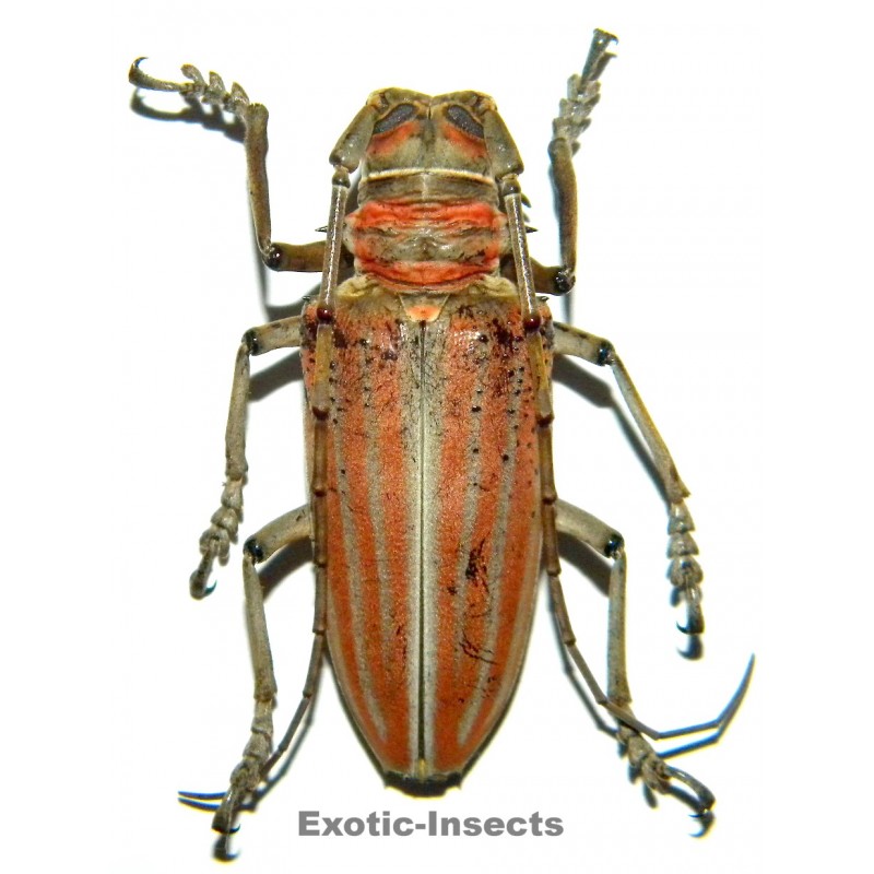 Rosenbergia weiskei (45-49mm)