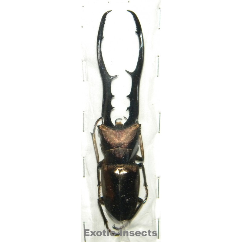 Cyclommatus metallifer finae (92mm)