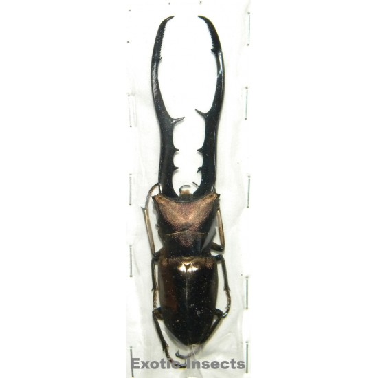 Cyclommatus metallifer finae (92mm)