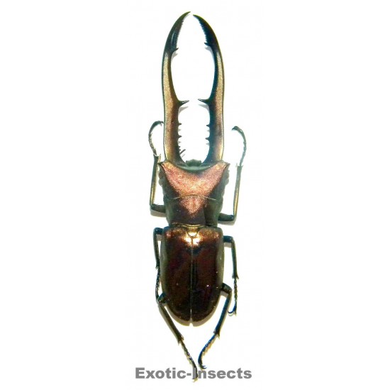 Cyclommatus metalifer finae (60-69mm)