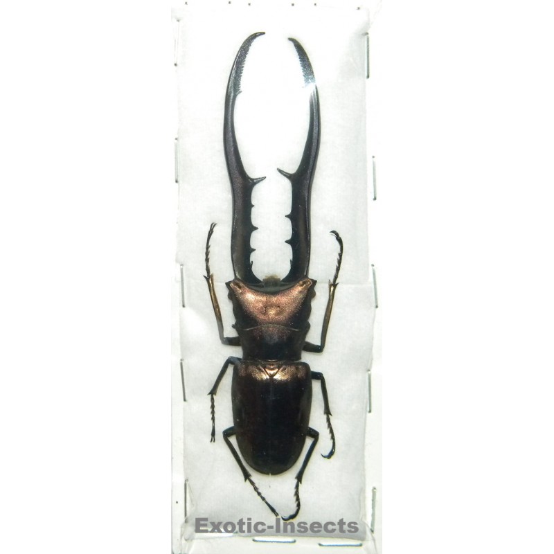 Cyclommatus metallifer finae (91mm)