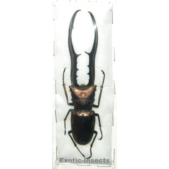 Cyclommatus metallifer finae (91mm)