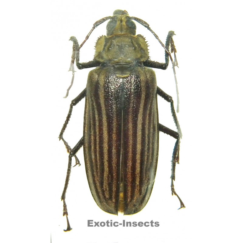 Xixuthrus helleri  (70-74mm)