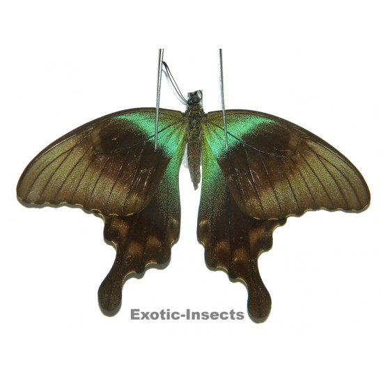 Papilio peranthus adamantius ABERRATION  1