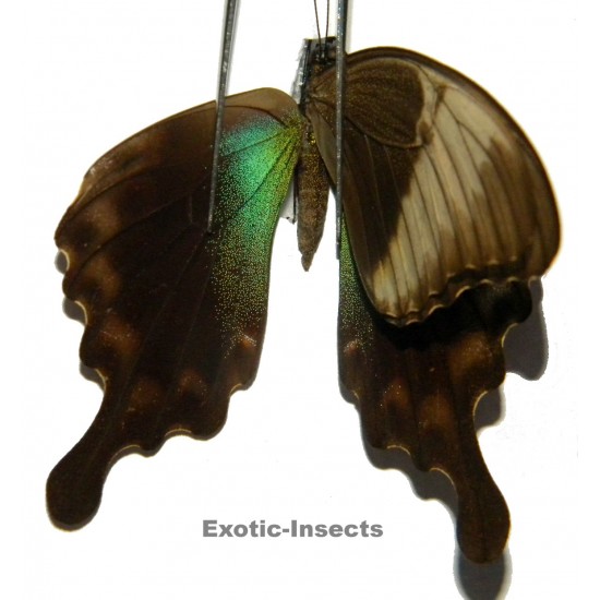 Papilio peranthus adamantius ABERRATION  1