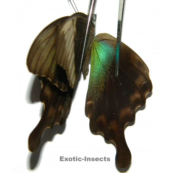 Papilio peranthus adamantius ABERRATION  1