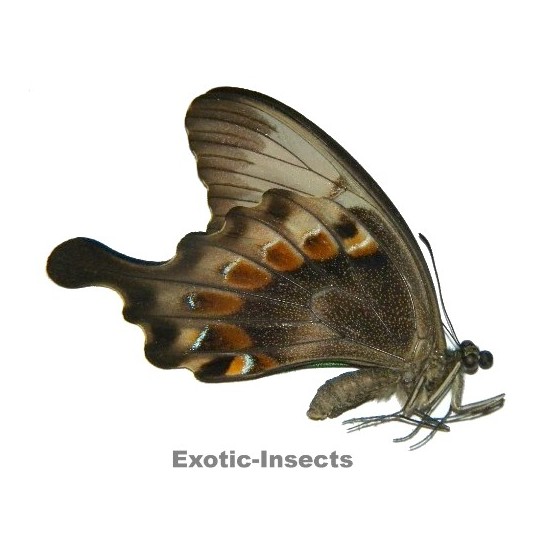 Papilio peranthus adamantius ABERRATION  1