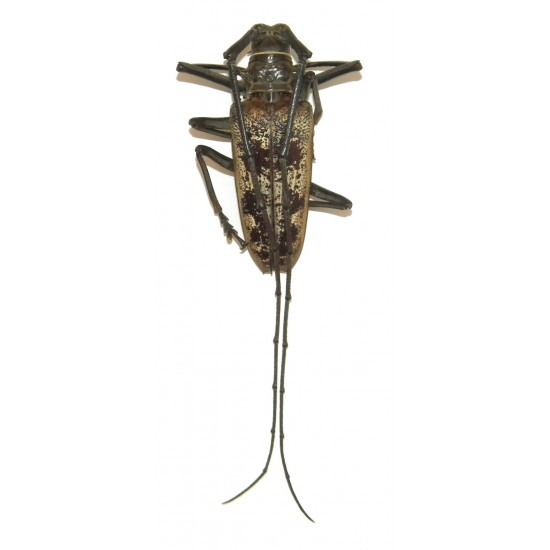 Batocera gerstaeckeri (55-59mm)