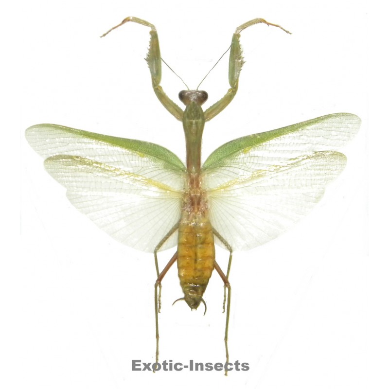 Hierodula venosa