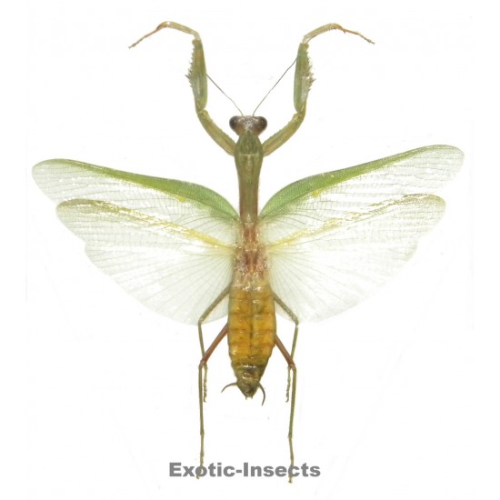 Hierodula venosa