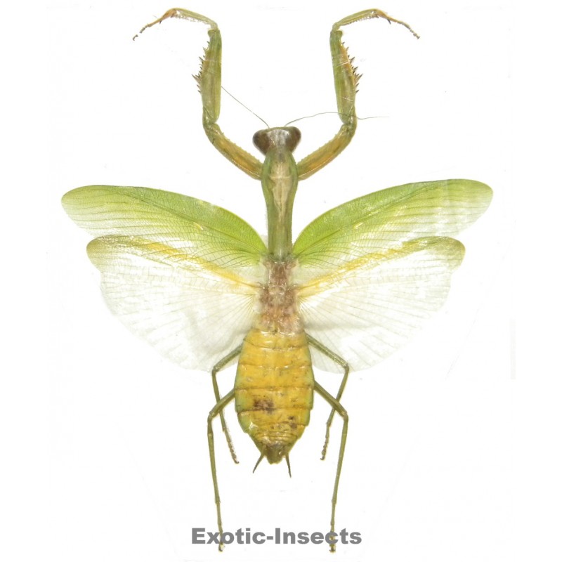 Hierodula venosa
