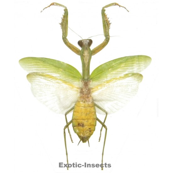 Hierodula venosa