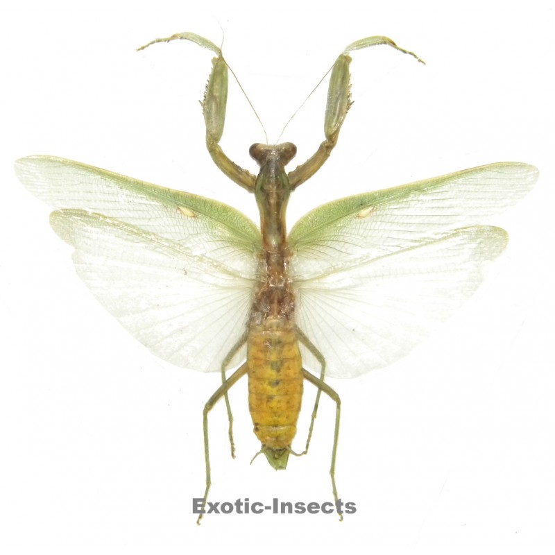 Hierodula patallifera