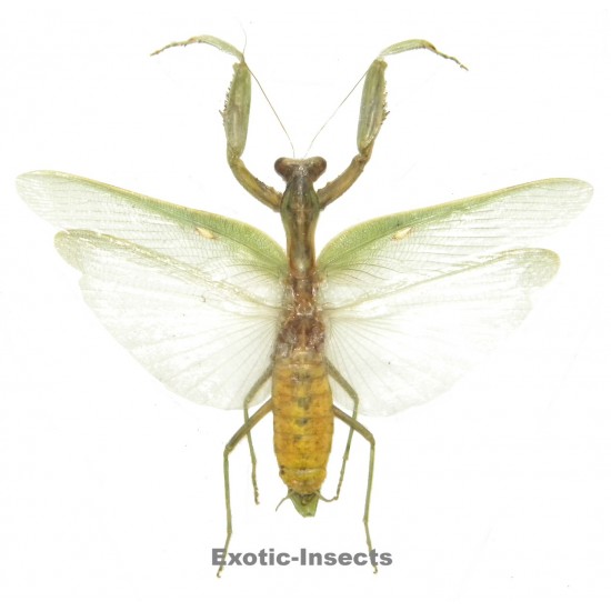 Hierodula patallifera