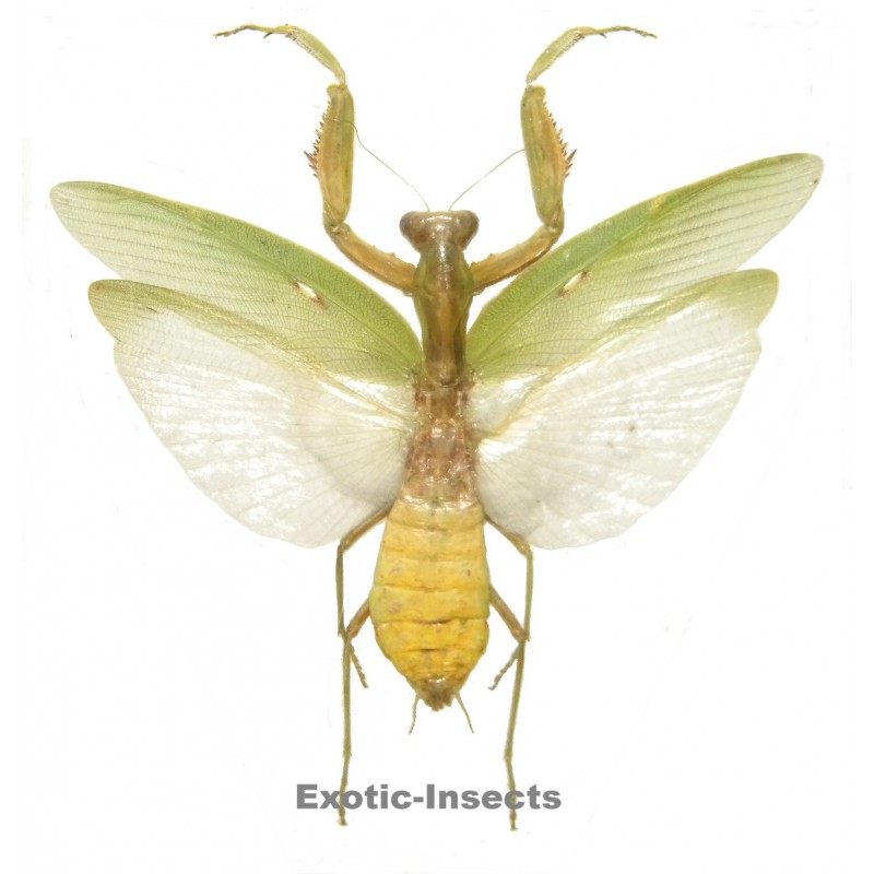 Hierodula patallifera
