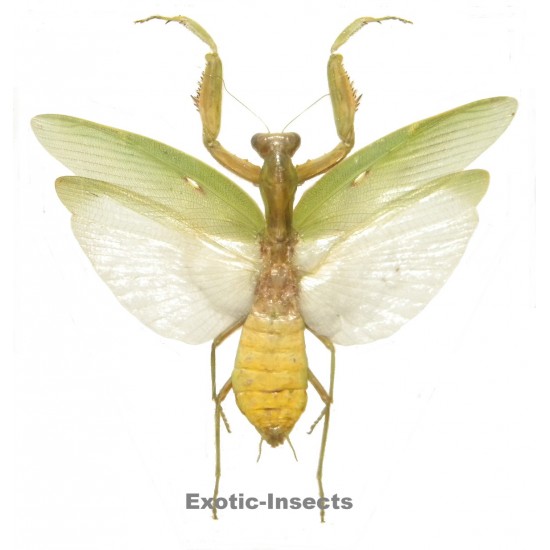 Hierodula patallifera