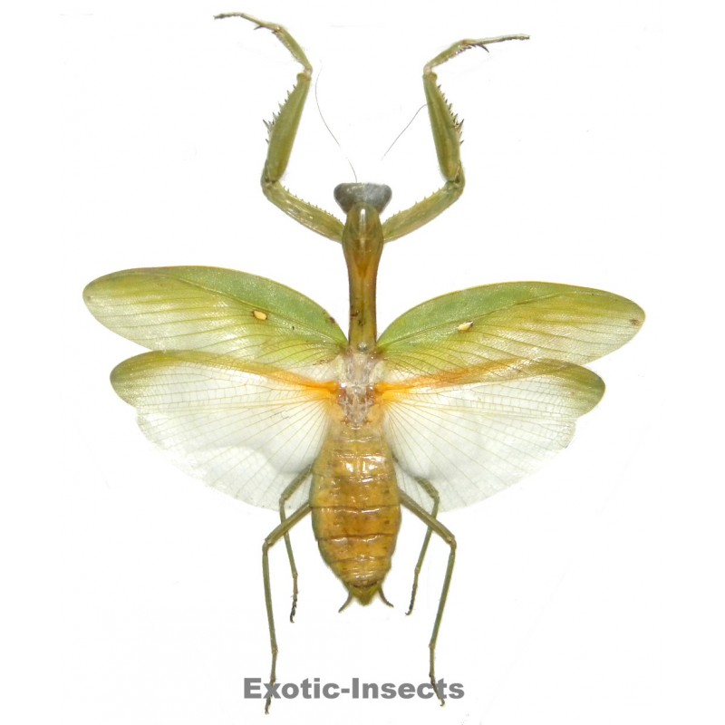 Mantodae sp.49