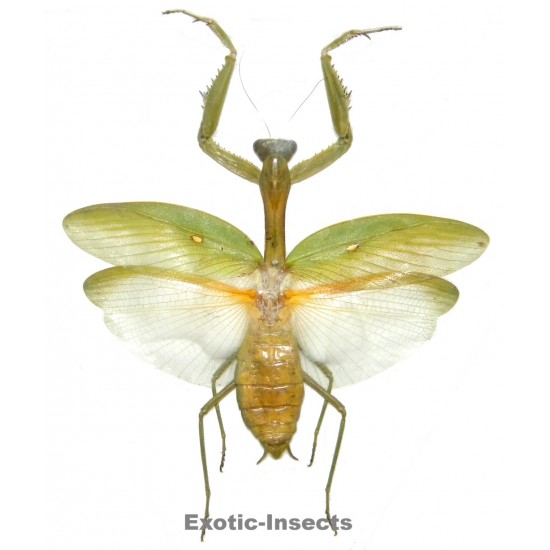 Mantodae sp.49