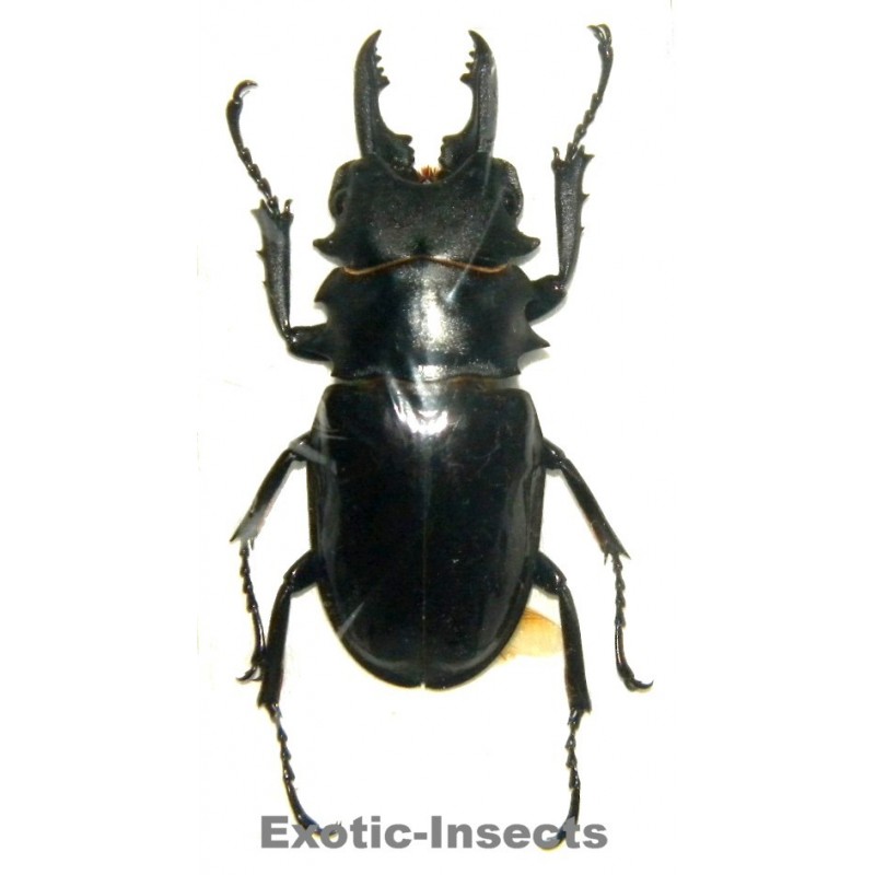 Odontolabis dalmanni bellicosa MESODONTE (60-69mm)