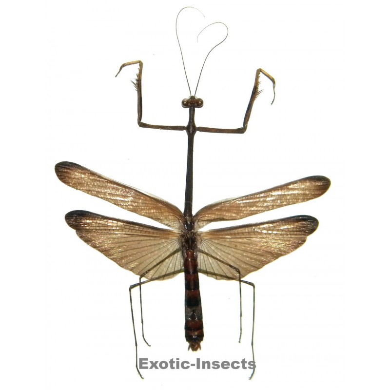 Mantodae sp.41