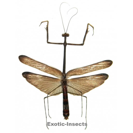 Mantodae sp.41
