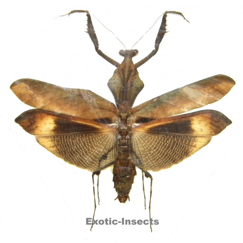 Deroplatys angustata