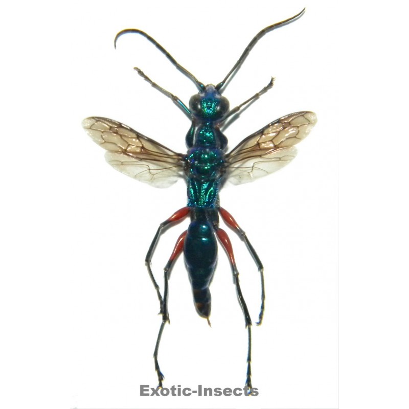 Ampulex erythropus