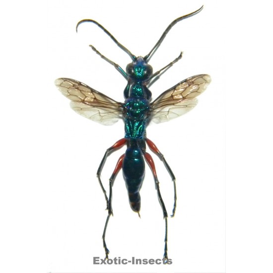 Ampulex erythropus