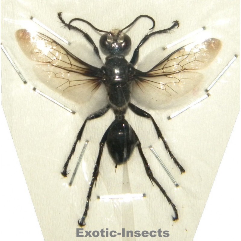 Sphex argentatus