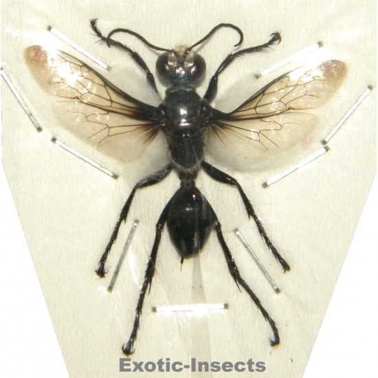 Sphex argentatus