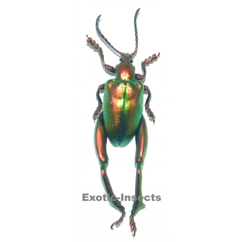 Sagra laticollis