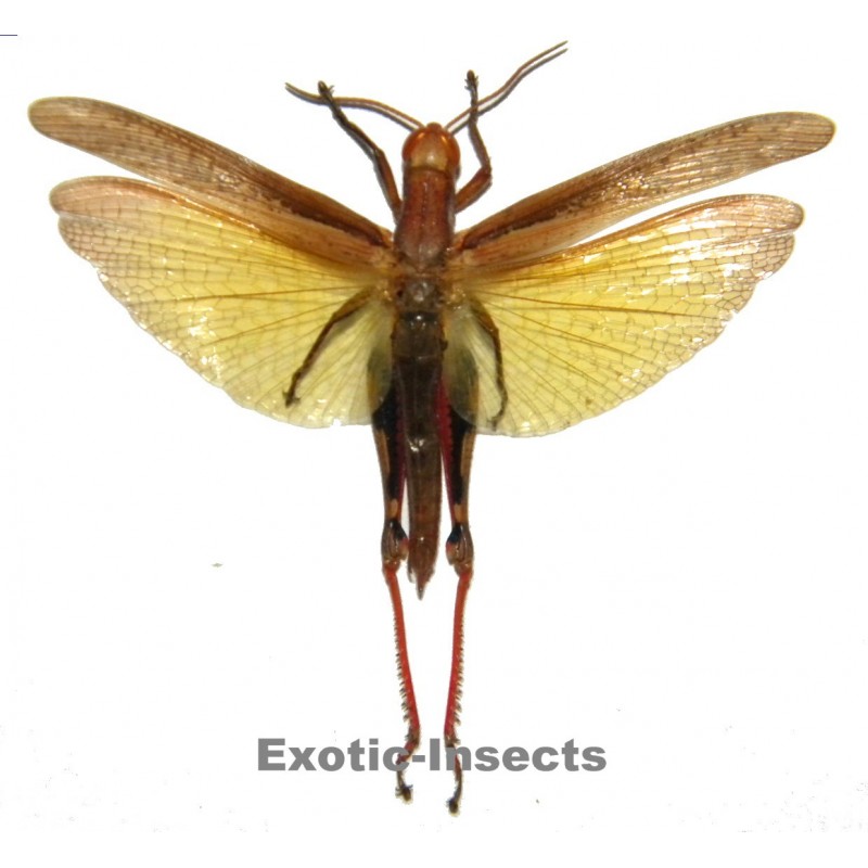 Chela Insect Image Exotic-Insects